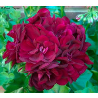 Pelargonium pelt. PAC® ´Tomgirl´ / Muškát previsnutý, bal. 6 ks sadbovačov