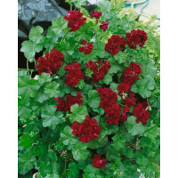 Pelargonium pelt. PAC® ´Tommy´ / Muškát, K7