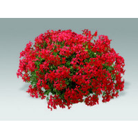 Pelargonium peltatum ´Evka´ / Muškát previslý červený, bal. 6 ks sadbovačov