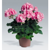 Pelargonium zonale ´Candy Rose´ / Muškát krúžkový ružový , bal. 6 ks sadbovačov