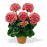 Pelargonium zonale ´Bergpalais´ / Muškát krúžkový lososový, K7