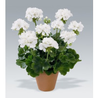 Pelargonium zonale ´Glacis´ / Muškát krúžkový biely, K7