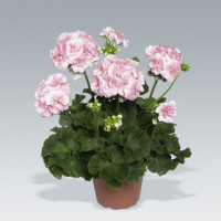 Pelargonium zonale ´Salmon Princess´ / Muškát krúžkový ružový, bal. 3 ks, 3x K7