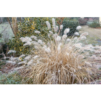 Pennisetum alopecuroides / Perovec psiarkovitý, K9