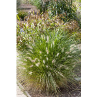 Pennisetum alopecuroides / Perovec psiarkovitý, K9
