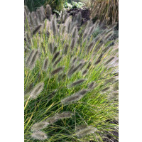 Pennisetum alopecuroides ´Black Beauty´ / Perovec, K9