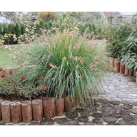 Pennisetum alopecuroides ´ Japonicum´ / Perovec, K9