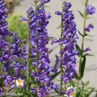 Penstemon strictus / Dračík, K9