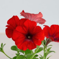 Petunia ´Bingo® Magma Red´ / Petúnia, bal. 6 ks sadbovačov