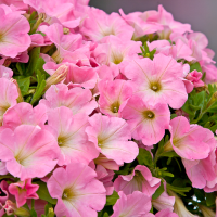 Petunia Bingo®´Pink Morn´ / Petúnia, bal. 6 ks, 6xK7