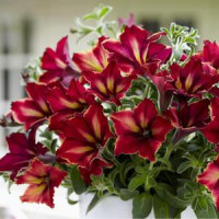 Petunia ´Crazytunia® Mandeville´ / Petúnia, bal. 3 ks, 3x K7