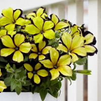 Petunia ´Crazytunia® Star Jubilee´ / Petúnia, bal. 3 ks, 3x K7
