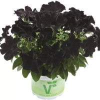 Petunia Patia® ´Back to Black´ / Petúnia, bal. 3 ks, 3x K7