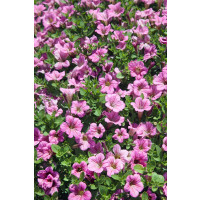 Petunia hybr. Littletunia™ ´Pink´ / Petúnia, bal. 6 ks, 6x K7