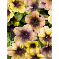 Petunia x atkinsiana ´Ray ™ Shadow´ / Petúnia, K7