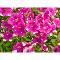 Petunia Splash Dance ® Rumba Rose / Petúnia, bal. 6 ks, 6x K7