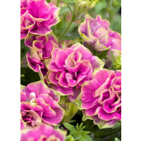 Petunia x atkinsiana ´Tumbelina® Darcey Rosa´ / Petúnia plnokvetá , K7