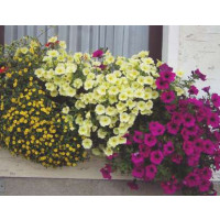 Petunia ´Surfinia Victorian Yellow´® / Petúnia žltá kompakt., K7