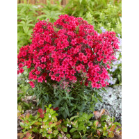 Phlox paniculata ´Star Fire´ / Flox metlinatý, K9