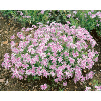 Phlox subulata ´Candy Stripes´ / Flox šidlolistý bieloružový, K9