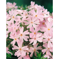 Phlox subulata ´Ronsdorfer Schone´ / Flox šidlolistý ružový, K9