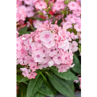 Phlox paniculata Sweet Summer® 'Compact Pink With Eye' / Flox metlinatý, K9