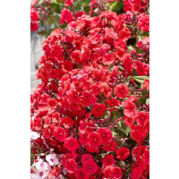 Phlox paniculata 'Adessa Red'  / Flox metlinatý, K9