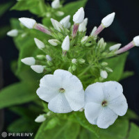 Phlox paniculata 'Adessa White'/ Flox metlinatý, K9