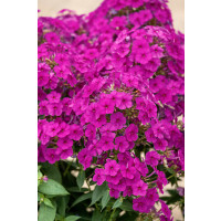 Phlox paniculata 'Adessa® Compact Cherry' / Flox metlinatý, K9