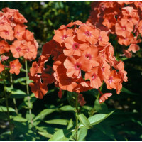 Phlox paniculata 'Adessa® Orange' / Flox metlinatý, K9