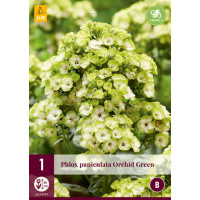 Phlox paniculata ´Orchid Green´ / Flox metlinatý, I.