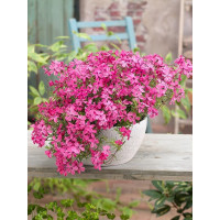 Phlox subulata 'Red Wings' / Flox šidlolistý , K9