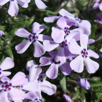 Phlox subulata 'Benita' / Flox šidlolistý , K9