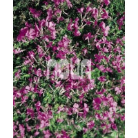 Phlox subulata ´Purple Beauty´ / Flox šidlolistý, K9