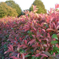 Photinia x fraseri ´Red Select´ / Červienka, 20-30 cm, C2