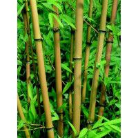 Phyllostachys aureocaulis / Pabambus žltý, 40-50 cm, C2