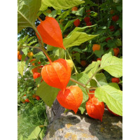 Physalis alkekengi ´Zwerg´ / Machovka, K13