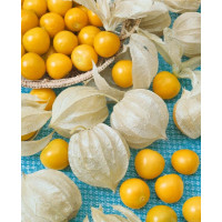 Physalis peruviana ´Goldvital´® / Peruánska čerešňa, mladá rastlina, K7