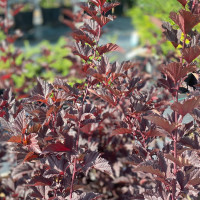 Physocarpus opulifolius ´Lady in Red´ / Tavoľa kalinolistá, 30 -50 cm, C2
