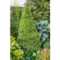 Picea glauca ´Conica´ / Smrek biely kužeľovitý, 15-20 cm, C1,5