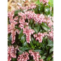 Pieris japonica ´Rosalinda´ / Pieris japonský, C2