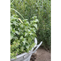 Rungia klossii BIO / Hubová bylinka, K12