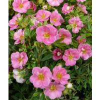 Potentilla fruticosa ´Pink Paradise´ / Nátržník krovitý sýtoružový, 15-20 cm, K9