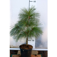 Pinus schwerinii ´Wiethorst´/ Borovica , 40-60 cm, C2