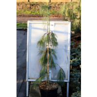Pinus strobus ´Pendula´ / Borovica na kmienku, 80-120 cm, C2
