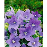 Platycodon grandiflorum ´Astra Blue´ / Balónovec, K9