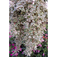 Plectranthus coleoides / Plektrant panašovaný, bal. 3 ks, 3xK7