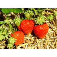 Fragaria ananassa ´Polka´ / Jahoda stredne skorá, bal. 6 ks, 6xK7