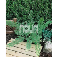 Polystichum setiferum / Papraďovec štetinatý, K9