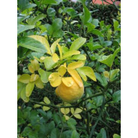 Poncirus trifoliata / Citrónovec trojlistý, 30-40 cm, K9